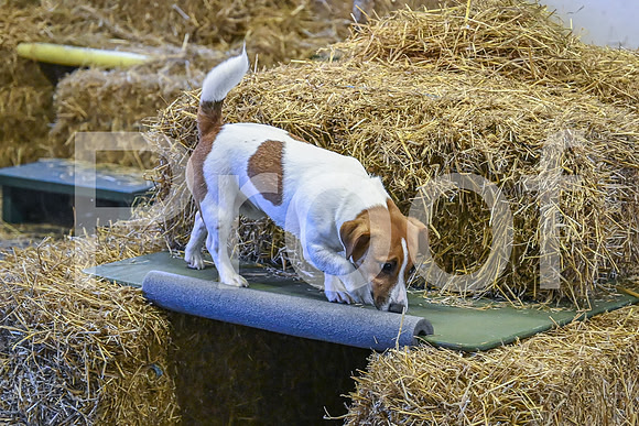 NBP_Barn hunt-81