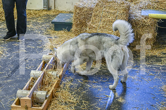 NBP_Barn hunt-27