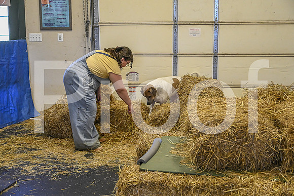 NBP_Barn hunt-236