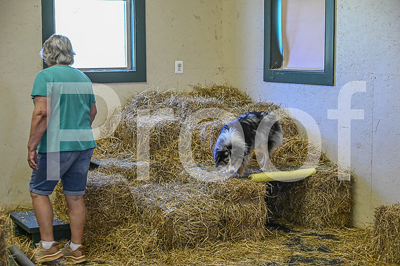 NBP_Barn hunt-200