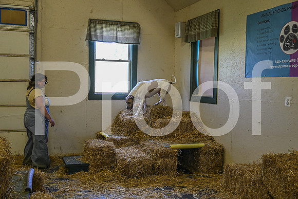 NBP_Barn hunt-233