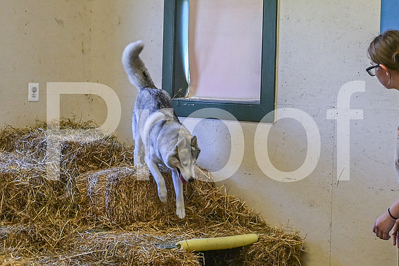 NBP_Barn hunt-146