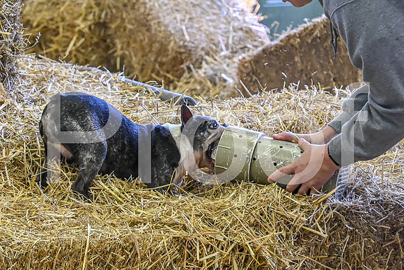 NBP_Barn hunt-52