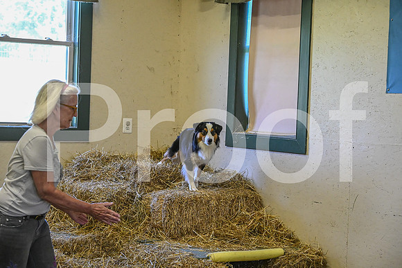 NBP_Barn hunt-184