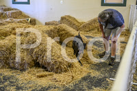 NBP_Barn hunt-239
