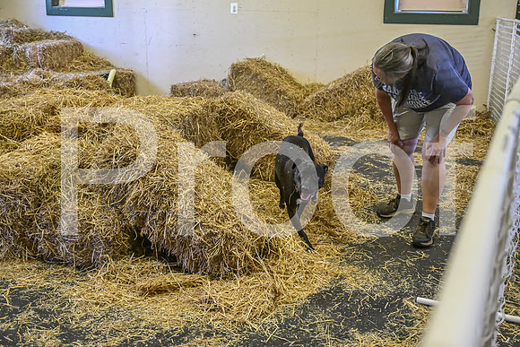 NBP_Barn hunt-239
