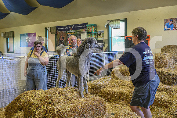 NBP_Barn hunt-326