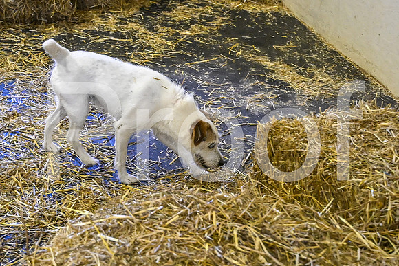 NBP_Barn hunt-478