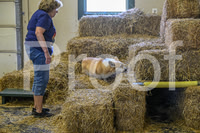 NBP_Barn hunt-412