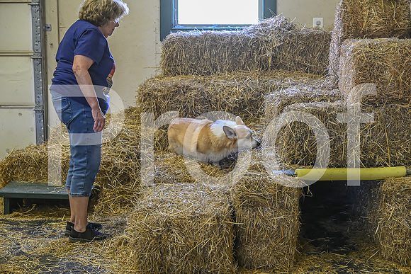 NBP_Barn hunt-412