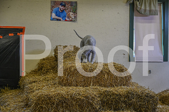NBP_Barn hunt-291