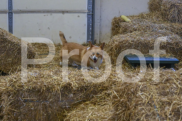 NBP_Barn hunt-495