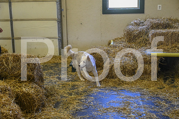 NBP_Barn hunt-310