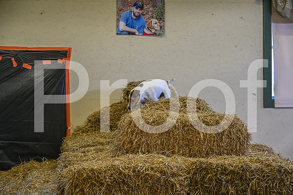 NBP_Barn hunt-367