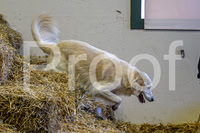 NBP_Barn hunt-23
