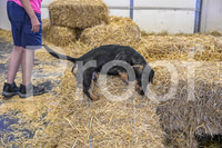 NBP_Barn hunt-262
