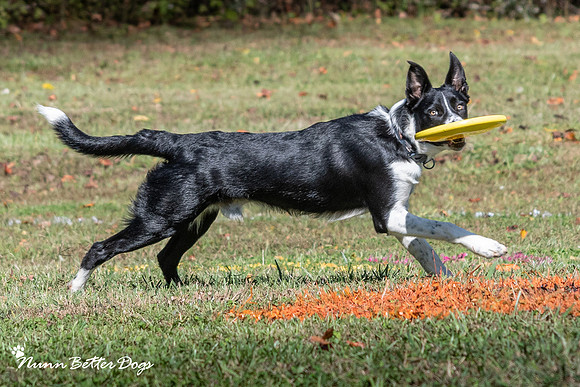 Gretna Up Dog Favorties-54