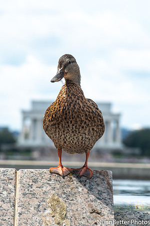 NBP_Never Forgetten 9_2019-24