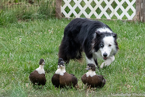NBP_Berryville Herding -61