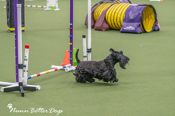 NBD_CPE Superpup agility-129