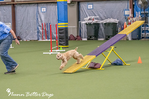 NBD_CPE Superpup agility-138