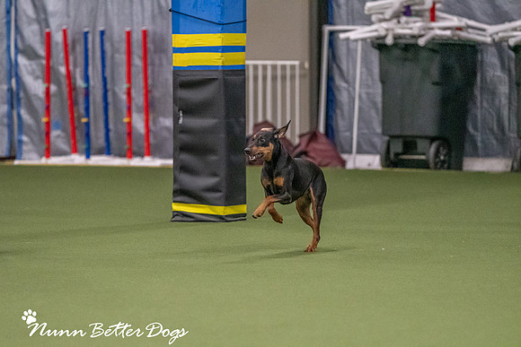 NBD_CPE Superpup agility-82